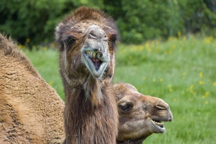 A camel looking right at you with a crooked smile and a missing tooth