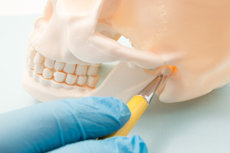 A model showing where the TMJ connects with the jaw and skull.